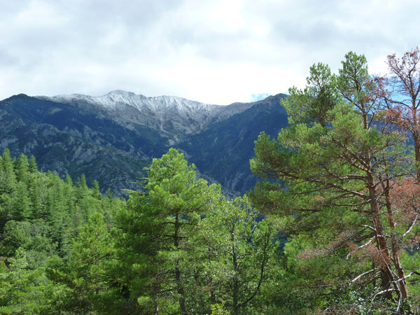 Abbaye Saint-Martin du Canigou — vue extérieure