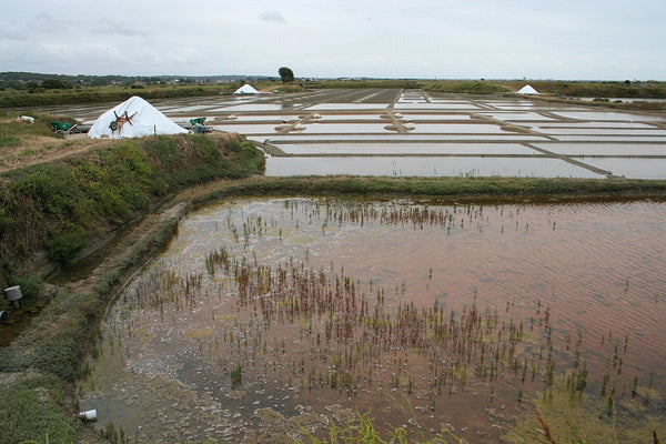 Les marais salants de Guérande