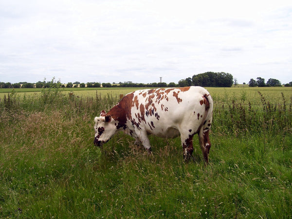 Vignoble Camembert de Normandie AOP