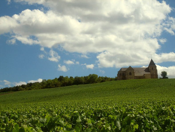 Vignoble Champagne AOC