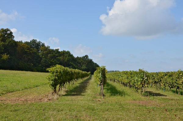 Vignoble Cognac AOC