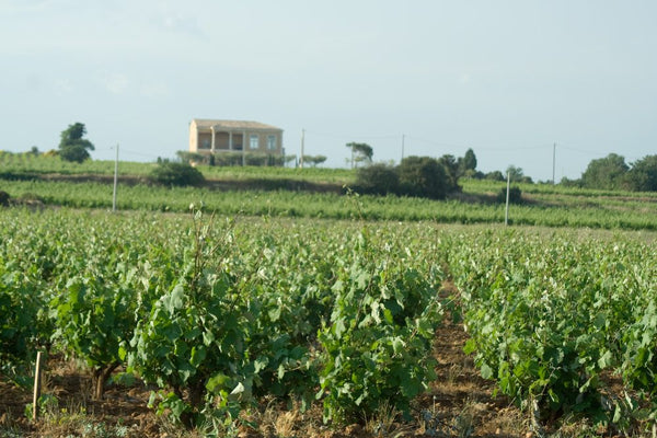 Vignoble Côtes du Rhône AOC