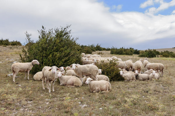Vignoble Roquefort AOP