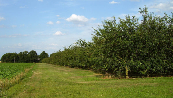 Vignoble Calvados AOC
