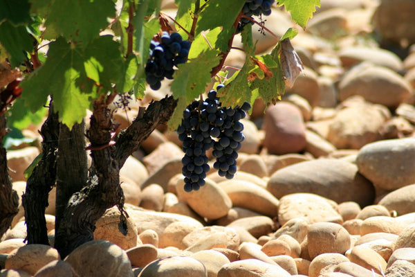 Vignoble Châteauneuf-du-Pape AOC
