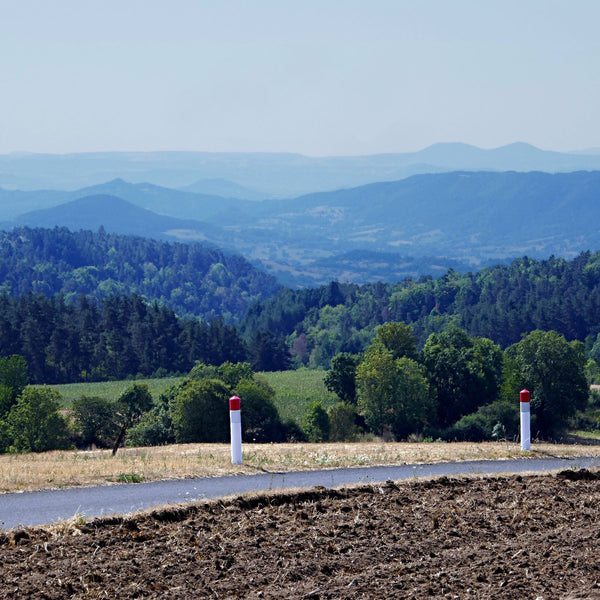 Vignoble Lentille verte du Puy AOP