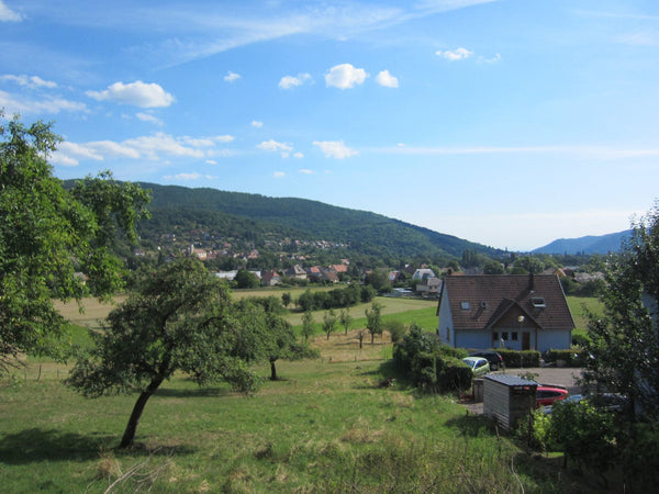 Vignoble Munster / Munster-Géromé AOP