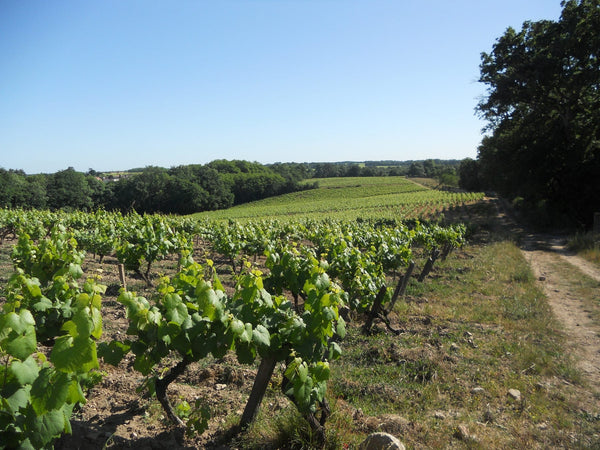 Vignoble Muscadet AOC