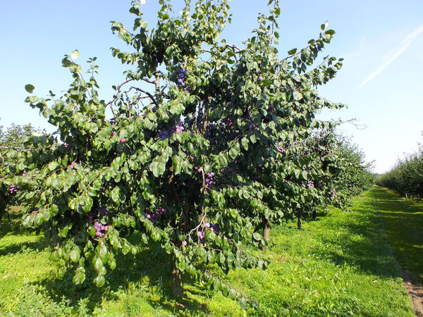 Vignoble Pruneau d'Agen IGP