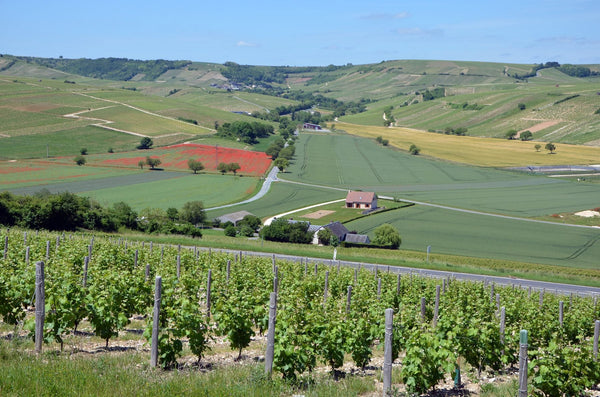 Vignoble Sancerre AOC